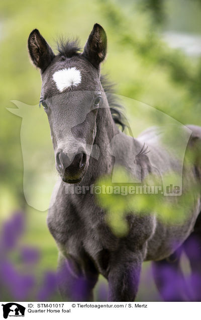 Quarter Horse Fohle / Quarter Horse foal / STM-01017