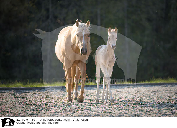 Quarter Horse Fohlen mit Mutter / Quarter Horse foal with mother / VJ-01445