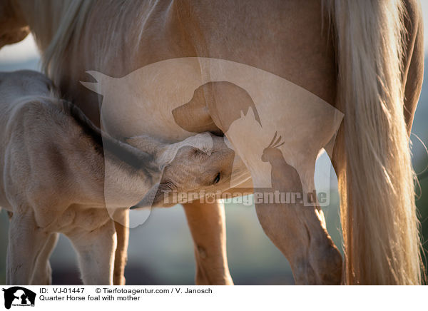 Quarter Horse Fohlen mit Mutter / Quarter Horse foal with mother / VJ-01447
