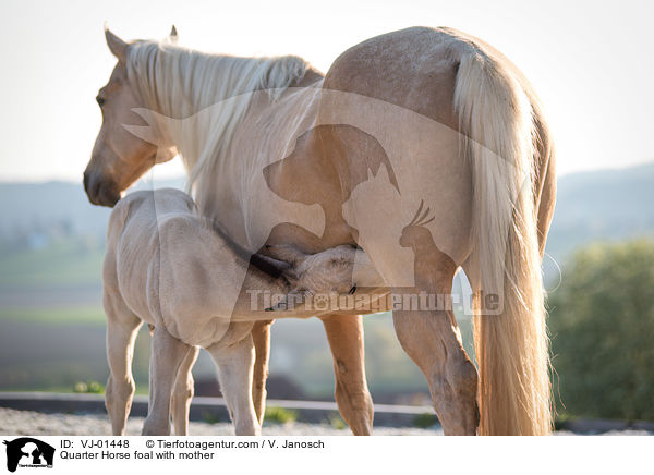 Quarter Horse Fohlen mit Mutter / Quarter Horse foal with mother / VJ-01448