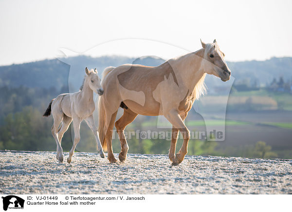 Quarter Horse Fohlen mit Mutter / Quarter Horse foal with mother / VJ-01449