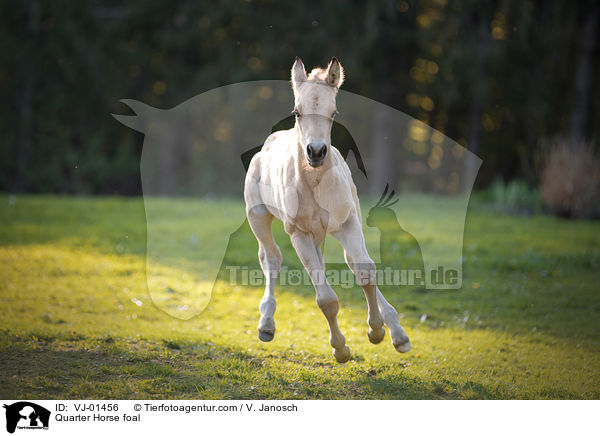Quarter Horse Fohlen / Quarter Horse foal / VJ-01456