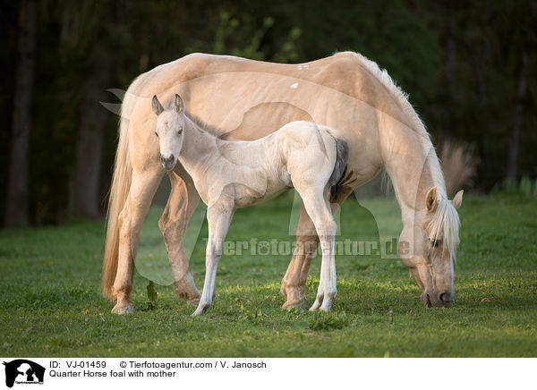 Quarter Horse Fohlen mit Mutter / Quarter Horse foal with mother / VJ-01459