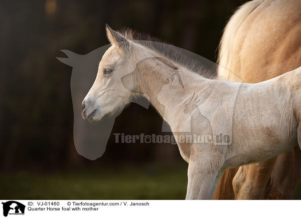 Quarter Horse Fohlen mit Mutter / Quarter Horse foal with mother / VJ-01460