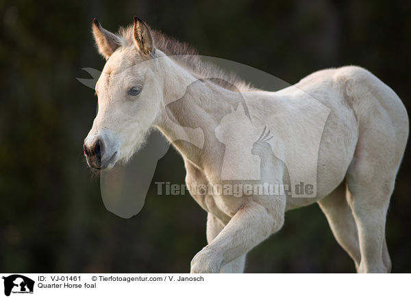 Quarter Horse Fohlen / Quarter Horse foal / VJ-01461