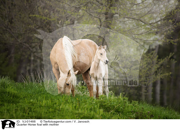 Quarter Horse Fohlen mit Mutter / Quarter Horse foal with mother / VJ-01466