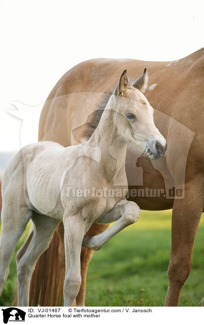 Quarter Horse Fohlen mit Mutter / Quarter Horse foal with mother / VJ-01467