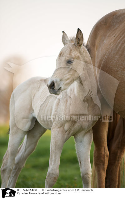 Quarter Horse Fohlen mit Mutter / Quarter Horse foal with mother / VJ-01468