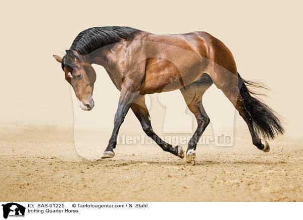 trabendes Quarter Horse / trotting Quarter Horse / SAS-01225
