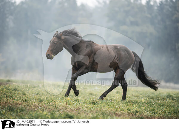 galoppierendes Quarter Horse / galloping Quarter Horse / VJ-02571