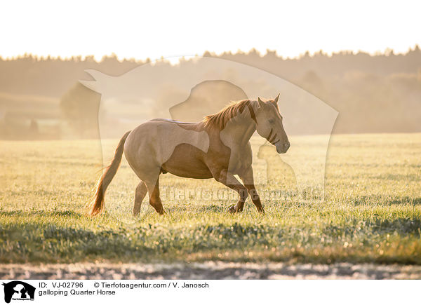 galoppierendes Quarter Horse / galloping Quarter Horse / VJ-02796