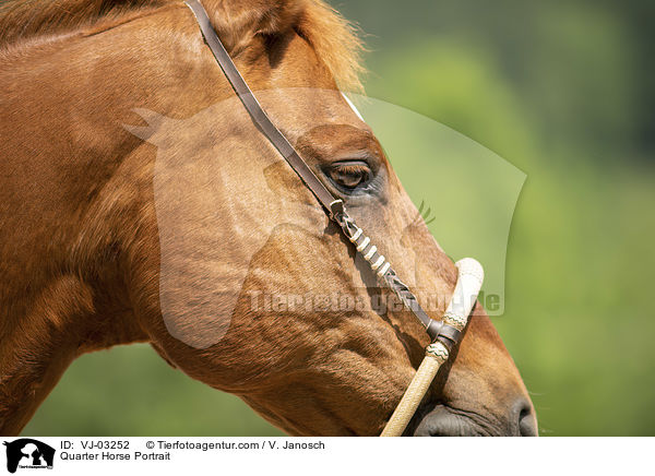 Quarter Horse Portrait / VJ-03252