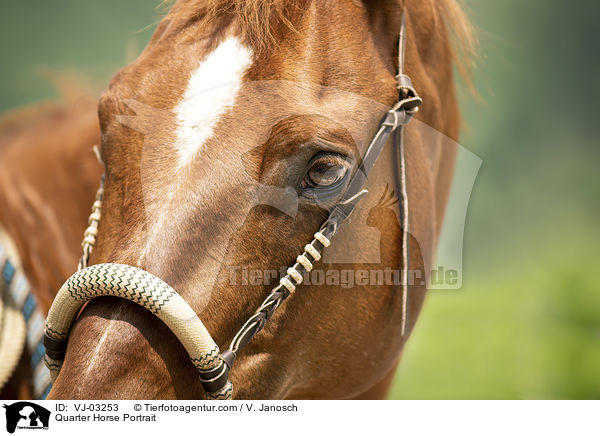 Quarter Horse Portrait / VJ-03253