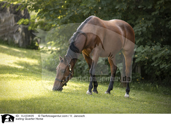 fressendes Quarter Horse / eating Quarter Horse / VJ-03405