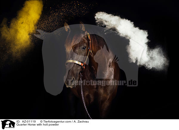 Quarter Horse mit Holi Pulver / Quarter Horse with holi powder / AZ-01119