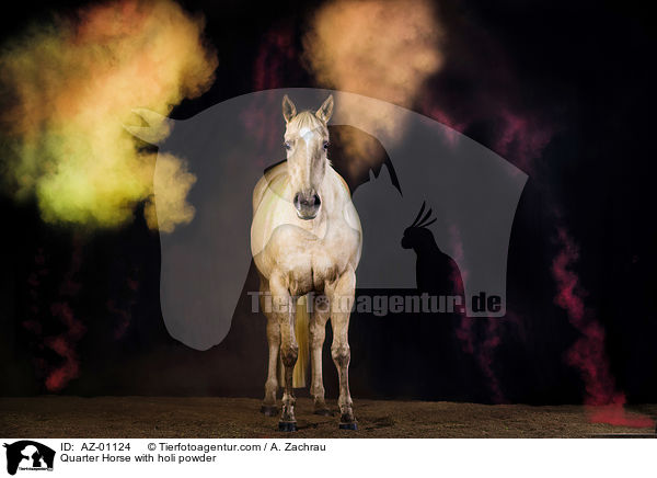 Quarter Horse mit Holi Pulver / Quarter Horse with holi powder / AZ-01124