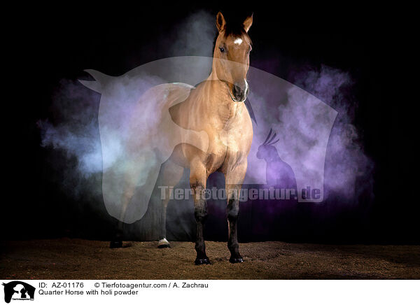 Quarter Horse mit Holi Pulver / Quarter Horse with holi powder / AZ-01176