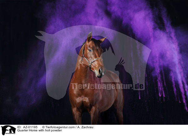 Quarter Horse mit Holi Pulver / Quarter Horse with holi powder / AZ-01195