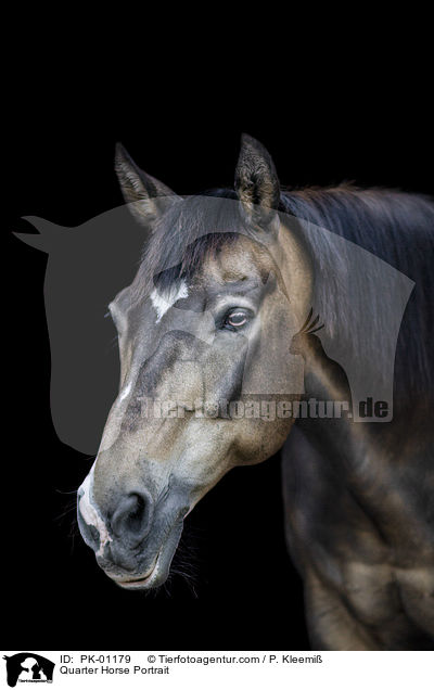 Quarter Horse Portrait / Quarter Horse Portrait / PK-01179