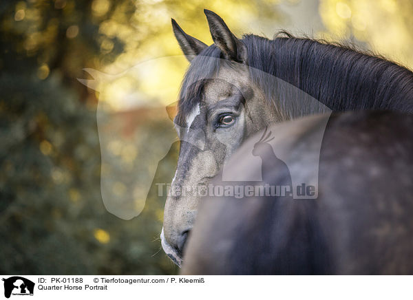Quarter Horse Portrait / Quarter Horse Portrait / PK-01188