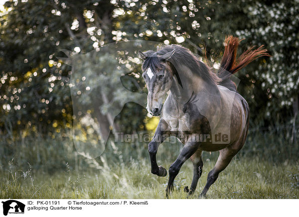 galoppierendes Quarter Horse / galloping Quarter Horse / PK-01191