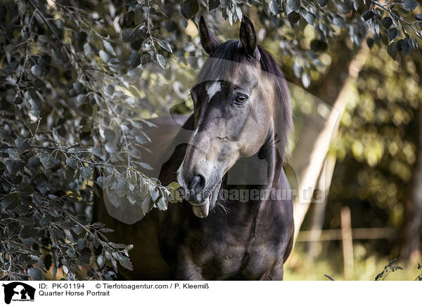 Quarter Horse Portrait / Quarter Horse Portrait / PK-01194