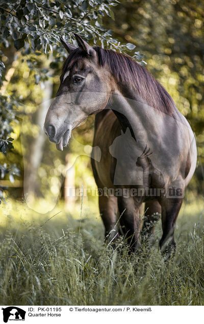 Quarter Horse / Quarter Horse / PK-01195