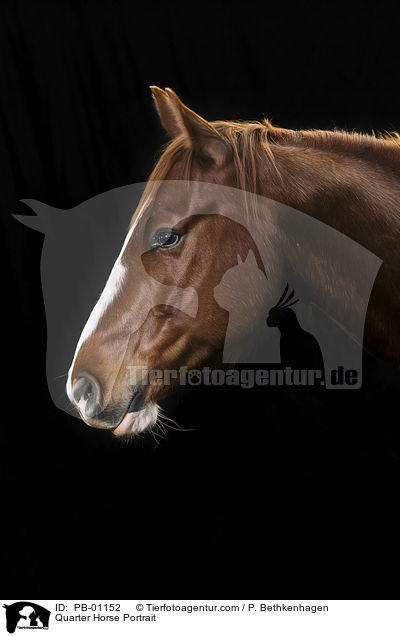 Quarter Horse Portrait / Quarter Horse Portrait / PB-01152