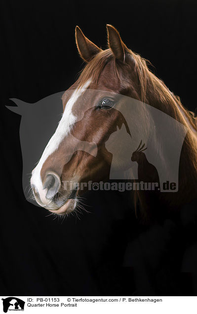 Quarter Horse Portrait / Quarter Horse Portrait / PB-01153