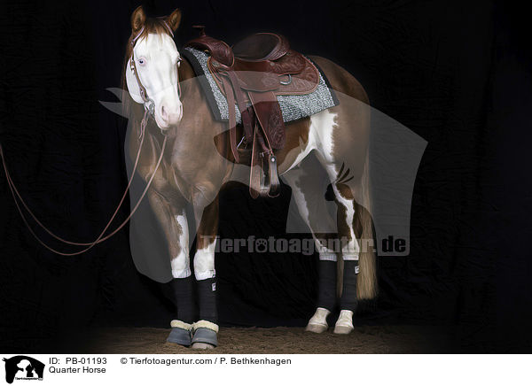 Quarter Horse / Quarter Horse / PB-01193