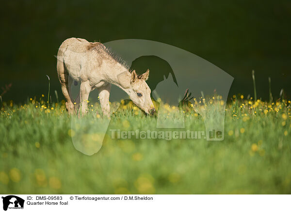 Quarter Horse Fohlen / Quarter Horse foal / DMS-09583