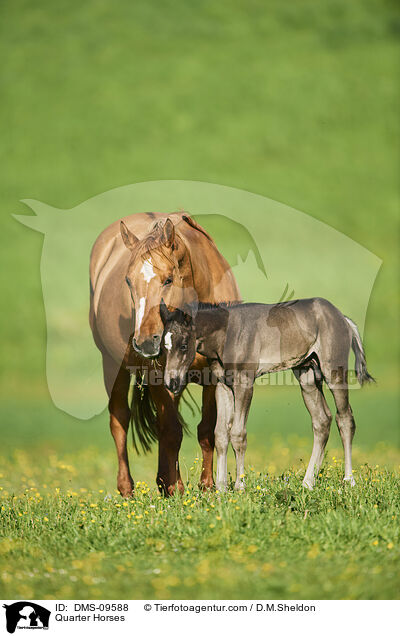 Quarter Horses / Quarter Horses / DMS-09588