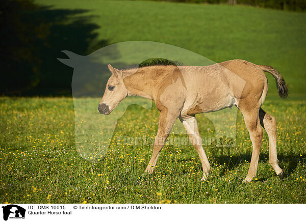 Quarter Horse foal / DMS-10015