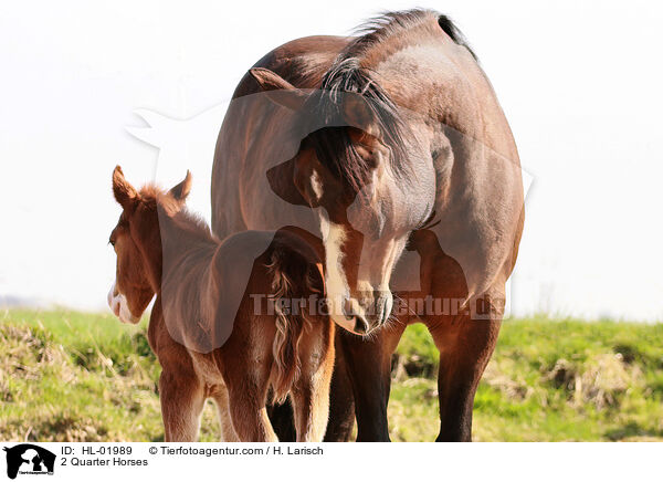 2 Quarter Horses / 2 Quarter Horses / HL-01989