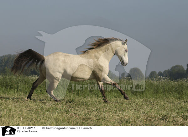 Quarter Horse / Quarter Horse / HL-02118