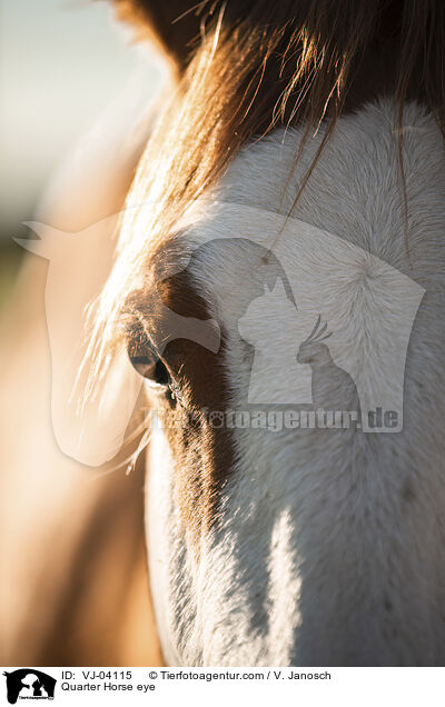 Quarter Horse Auge / Quarter Horse eye / VJ-04115