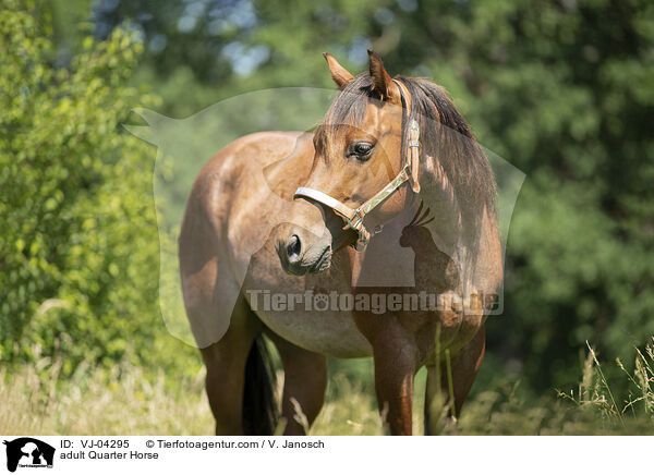 ausgewachsenes Quarter Horse / adult Quarter Horse / VJ-04295