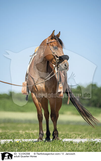 ausgewachsenes Quarter Horse / adult Quarter Horse / VJ-04298