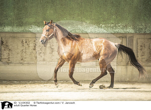 ausgewachsenes Quarter Horse / adult Quarter Horse / VJ-04302