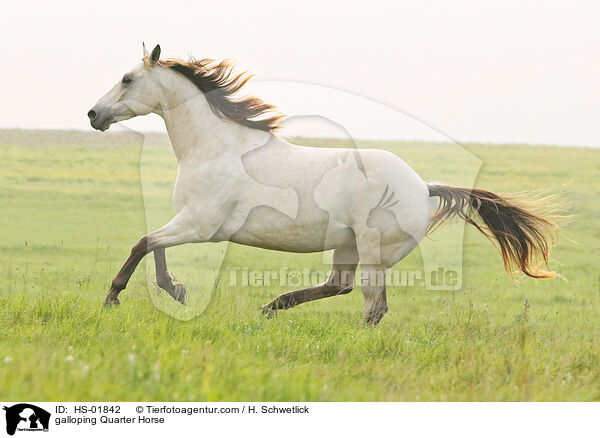 galloping Quarter Horse / HS-01842
