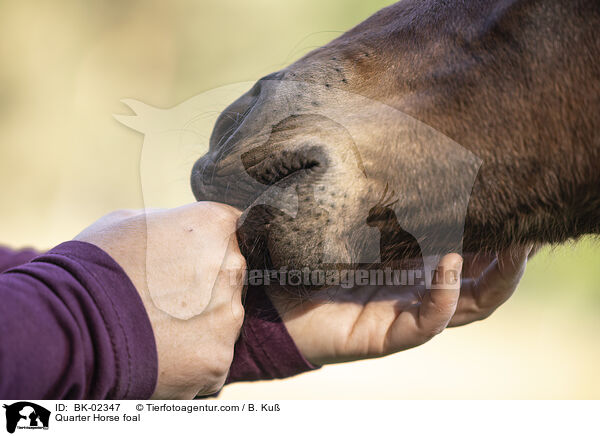 Quarter Horse Fohlen / Quarter Horse foal / BK-02347