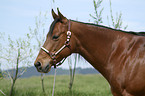 Quarter Horse Portrait