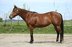 Quarter Horse