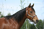 Quarter Horse Portrait