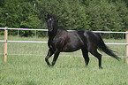 trotting Quarter Horse