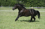 running Quarter Horse