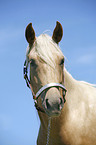 Palomino Quarter Horse