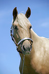 Palomino Quarter Horse