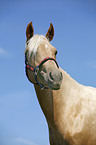 Palomino Quarter Horse