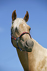 Palomino Quarter Horse